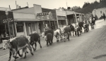 1949 Kreps Cattle Drive through White Salmon
